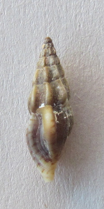 Mangelia sp